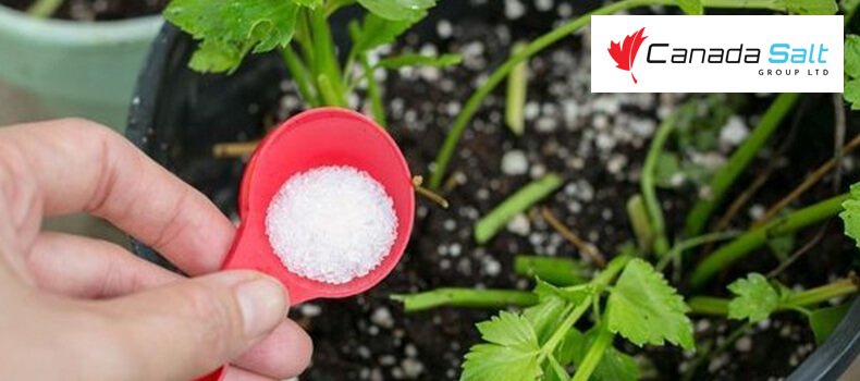 Epsom Salt For Plants - Canada Salt Group Ltd